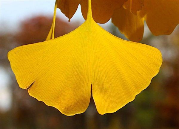 Lá cây xòe như hình chiếc quạt, được ví như tai voi. Loài cây này còn có tên là cây dẻ quạt, hoặc cây bạch quả. Ảnh: Fayobserver. Lá cây xòe như hình chiếc quạt, được ví như tai voi. Loài cây này còn có tên là cây dẻ quạt, hoặc cây bạch quả. Ảnh: Fayobserver.